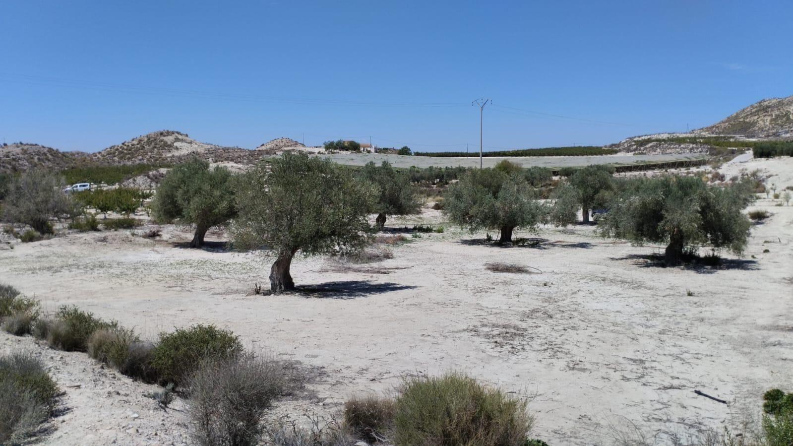 Parcela en Venta en Molina de Segura