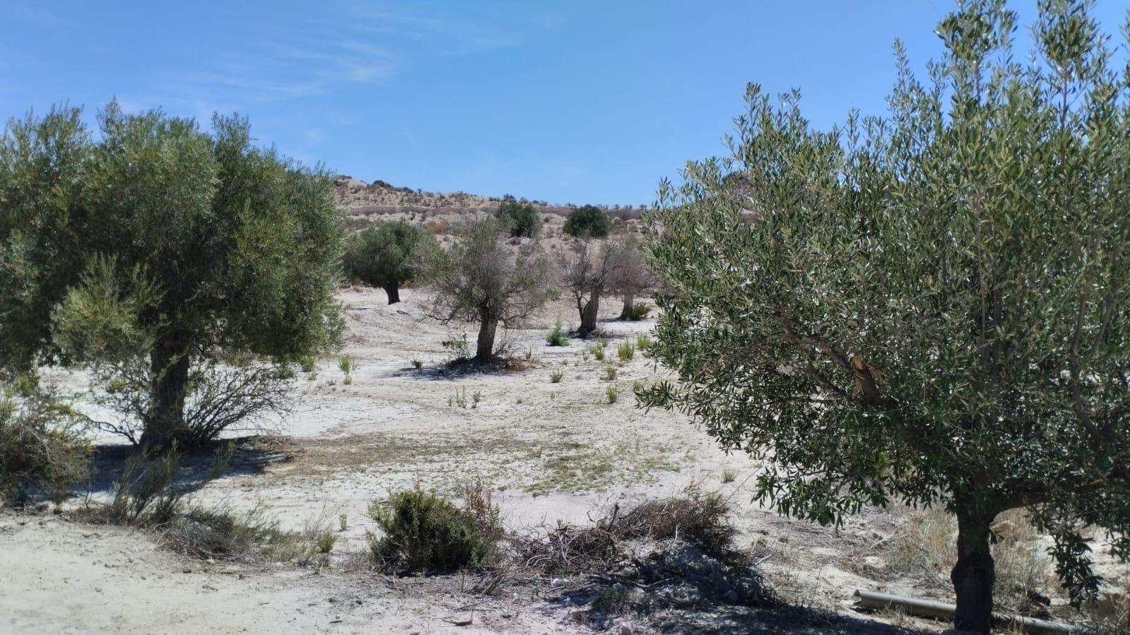 Parcela en Venta en Molina de Segura