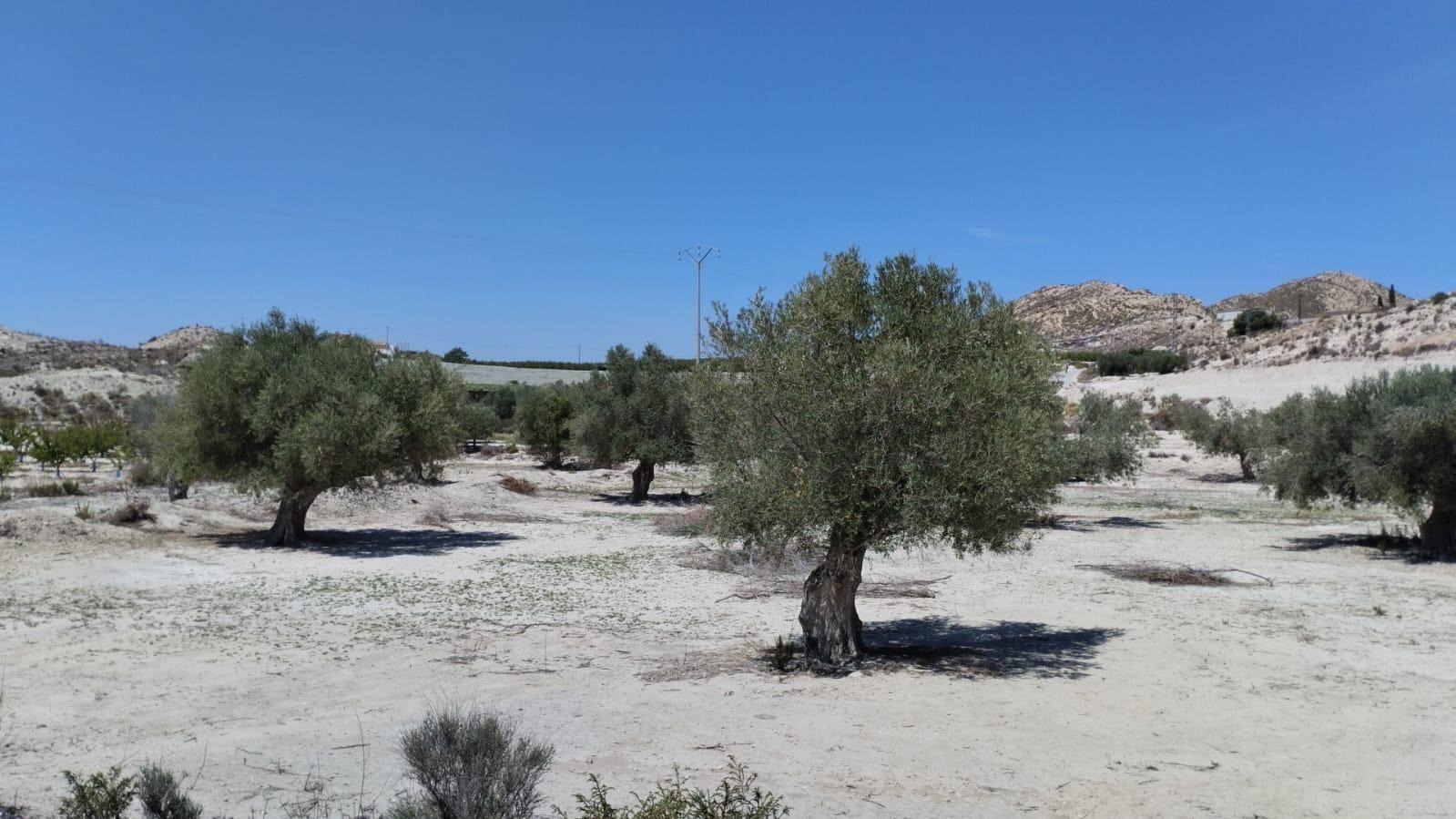 Parcela en Venta en Molina de Segura