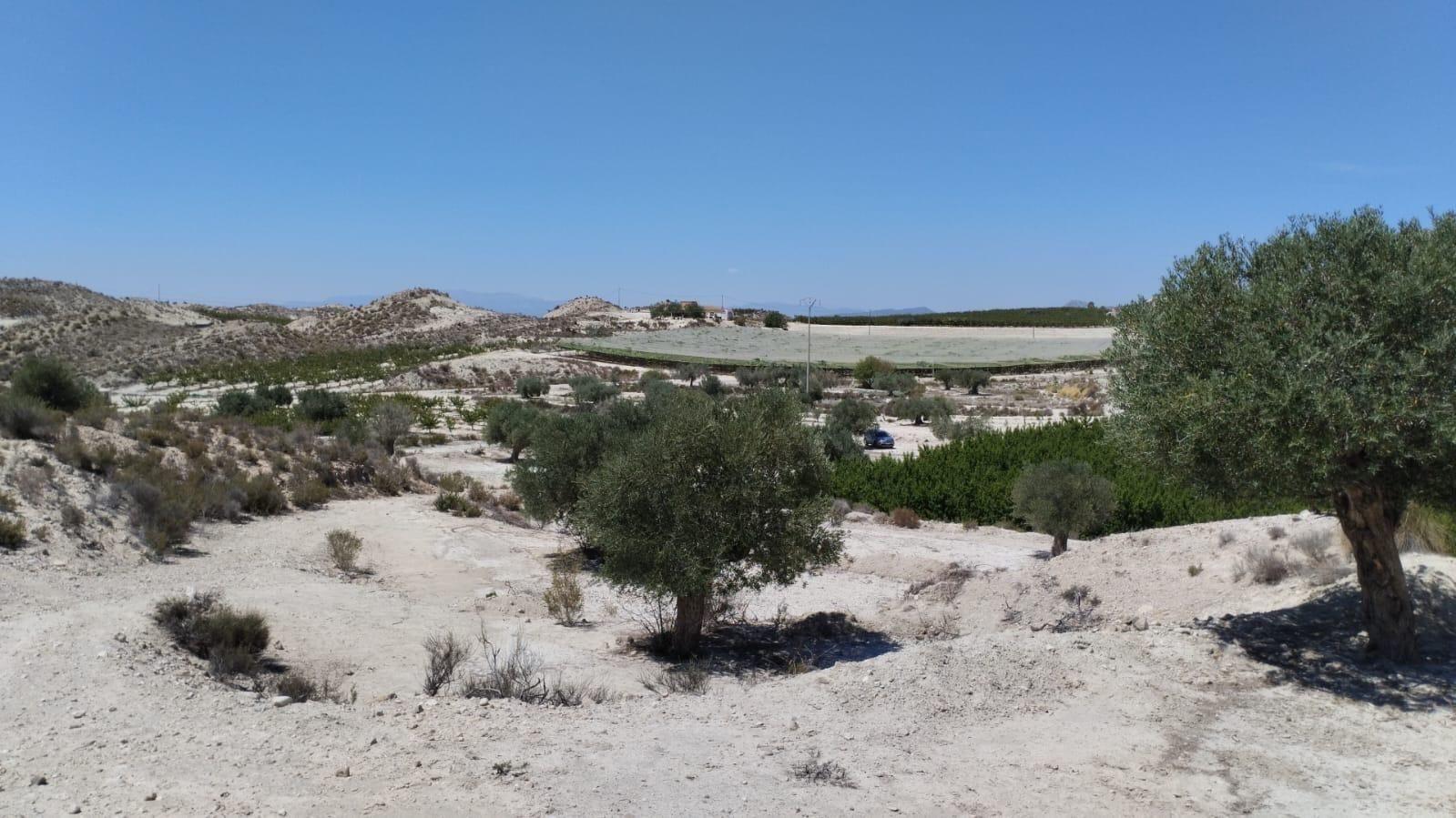 Parcela en Venta en Molina de Segura