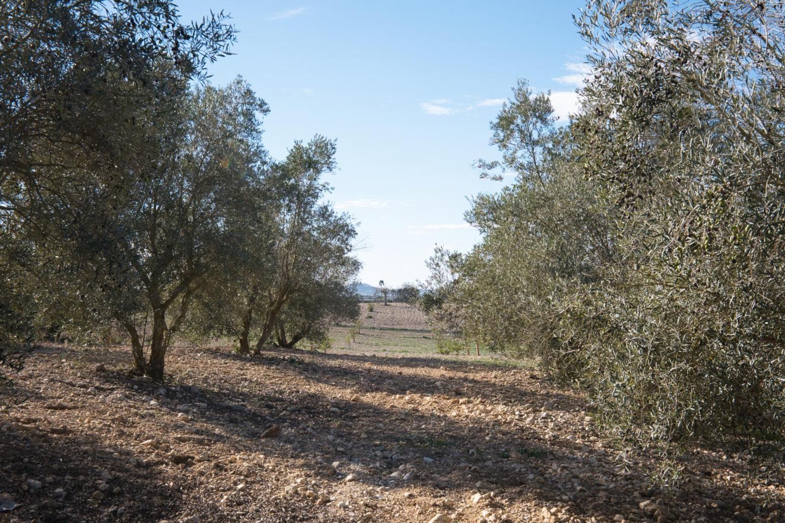 Casa en Venta en Sineu