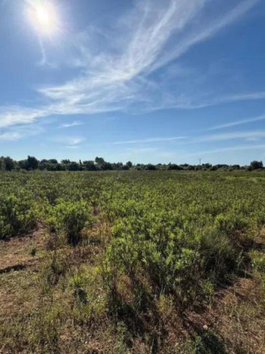 Finca en Venta en Llucmajor