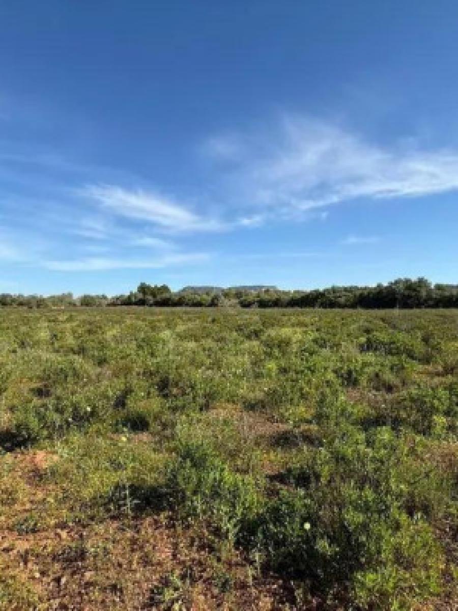 Finca en Venta en Llucmajor