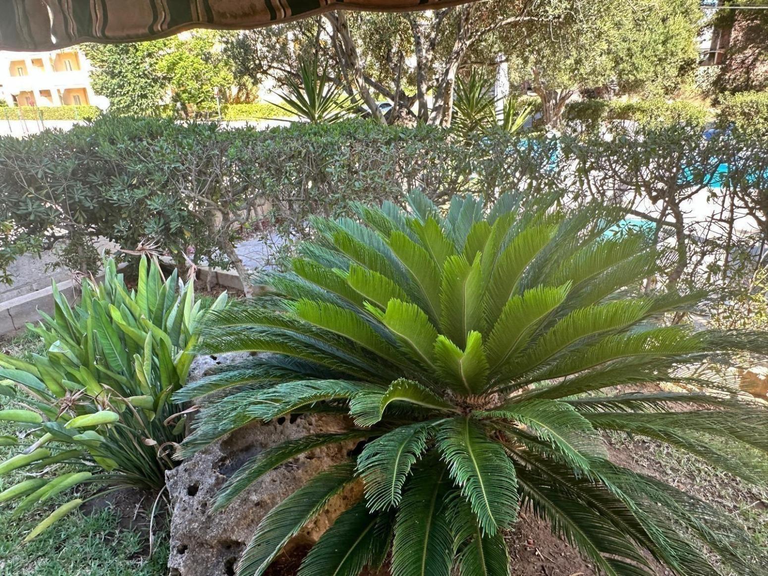 Flat for Rent in Santa Margalida