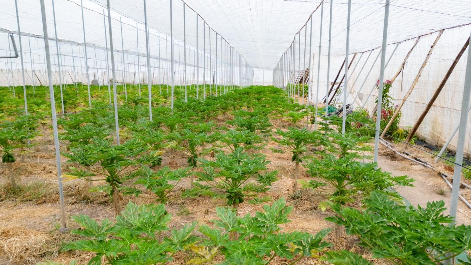 Parcela en Venta en San Cristóbal de La Laguna