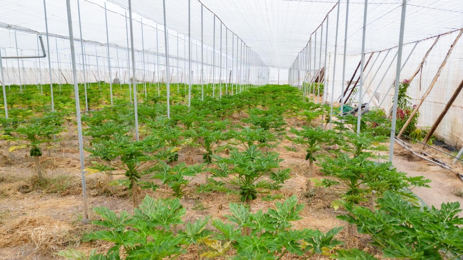 Parcela en Venta en San Cristóbal de La Laguna