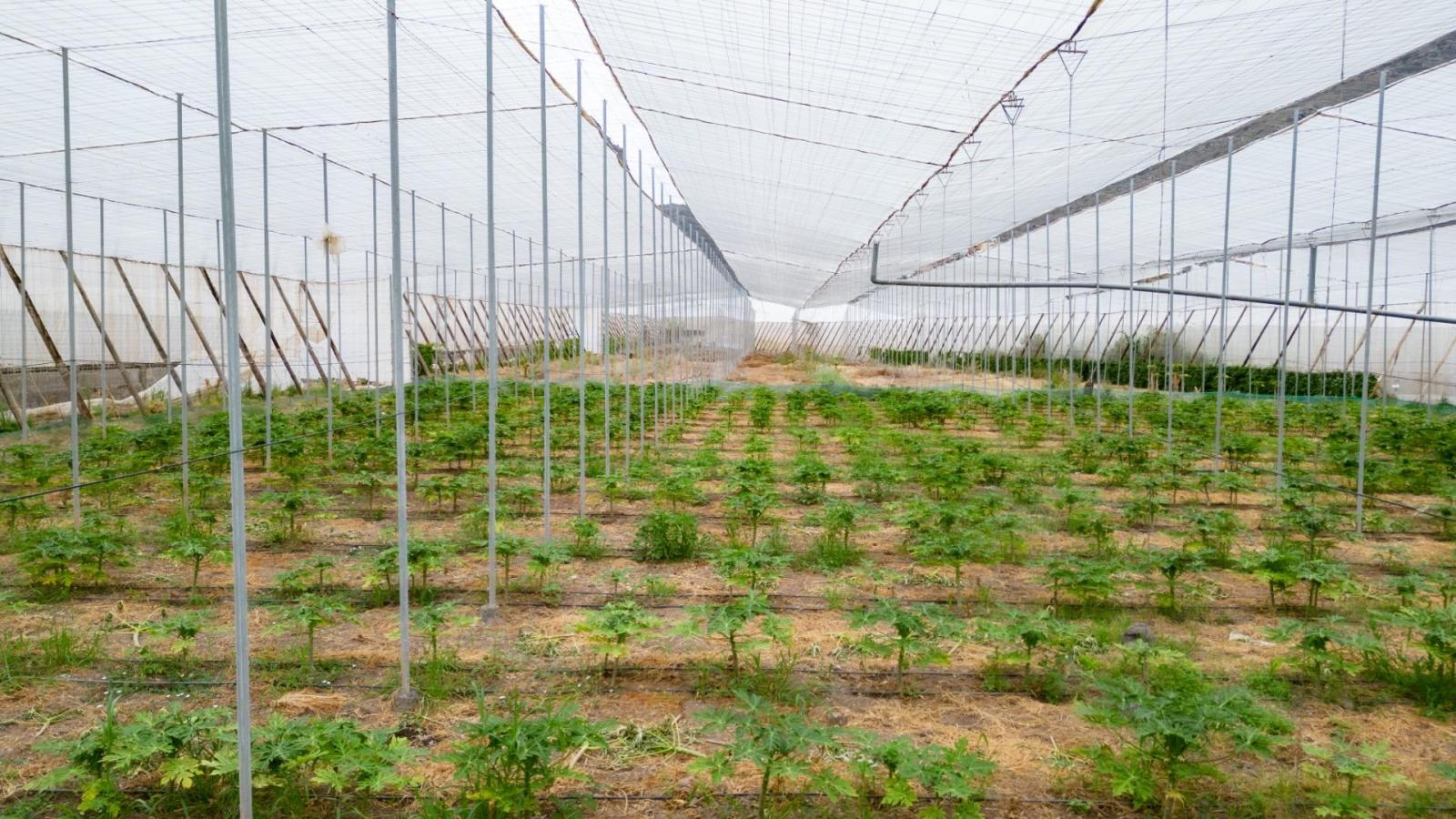 Parcela en Venta en San Cristóbal de La Laguna