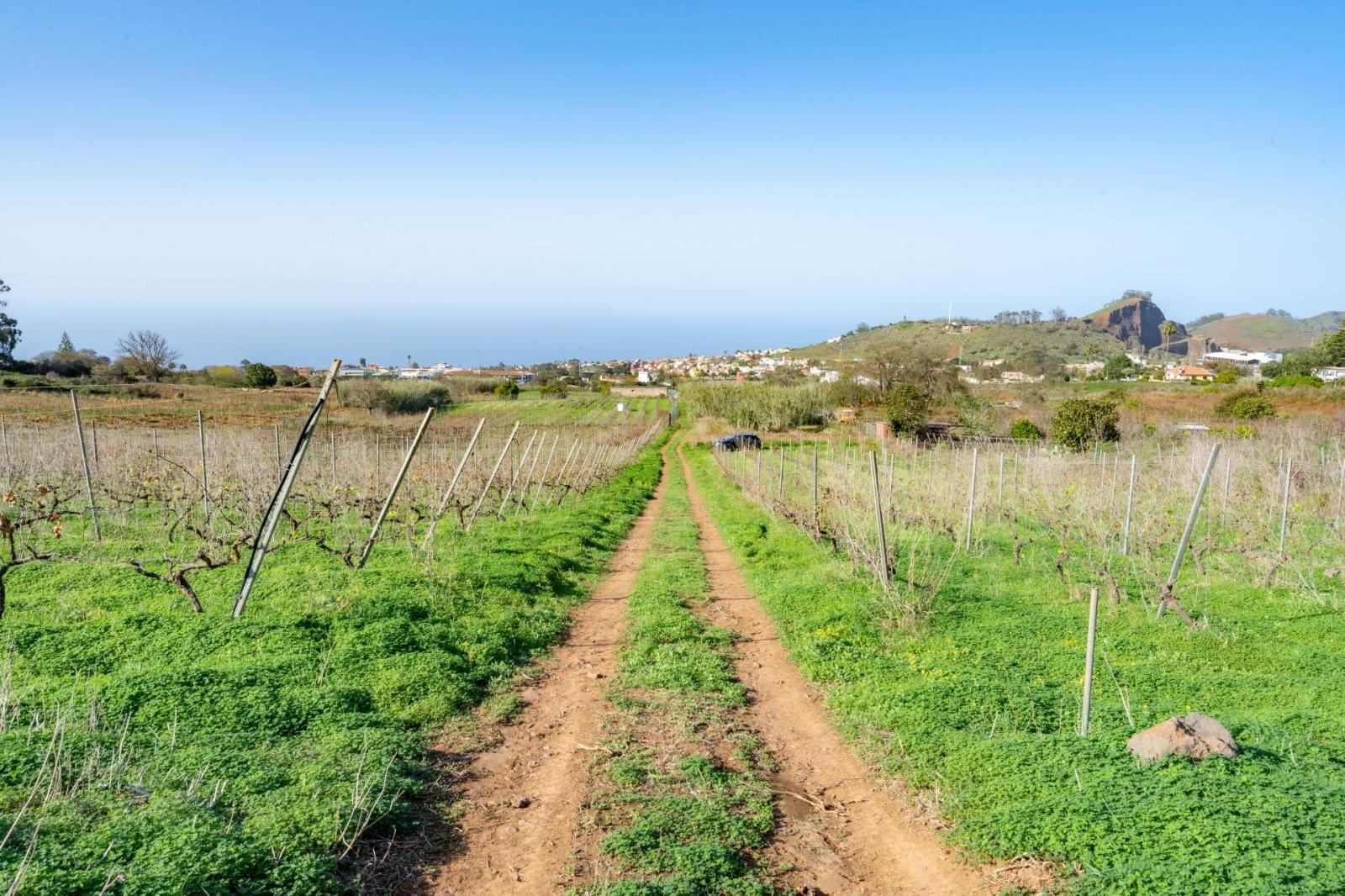 Plot for Sale in Tacoronte
