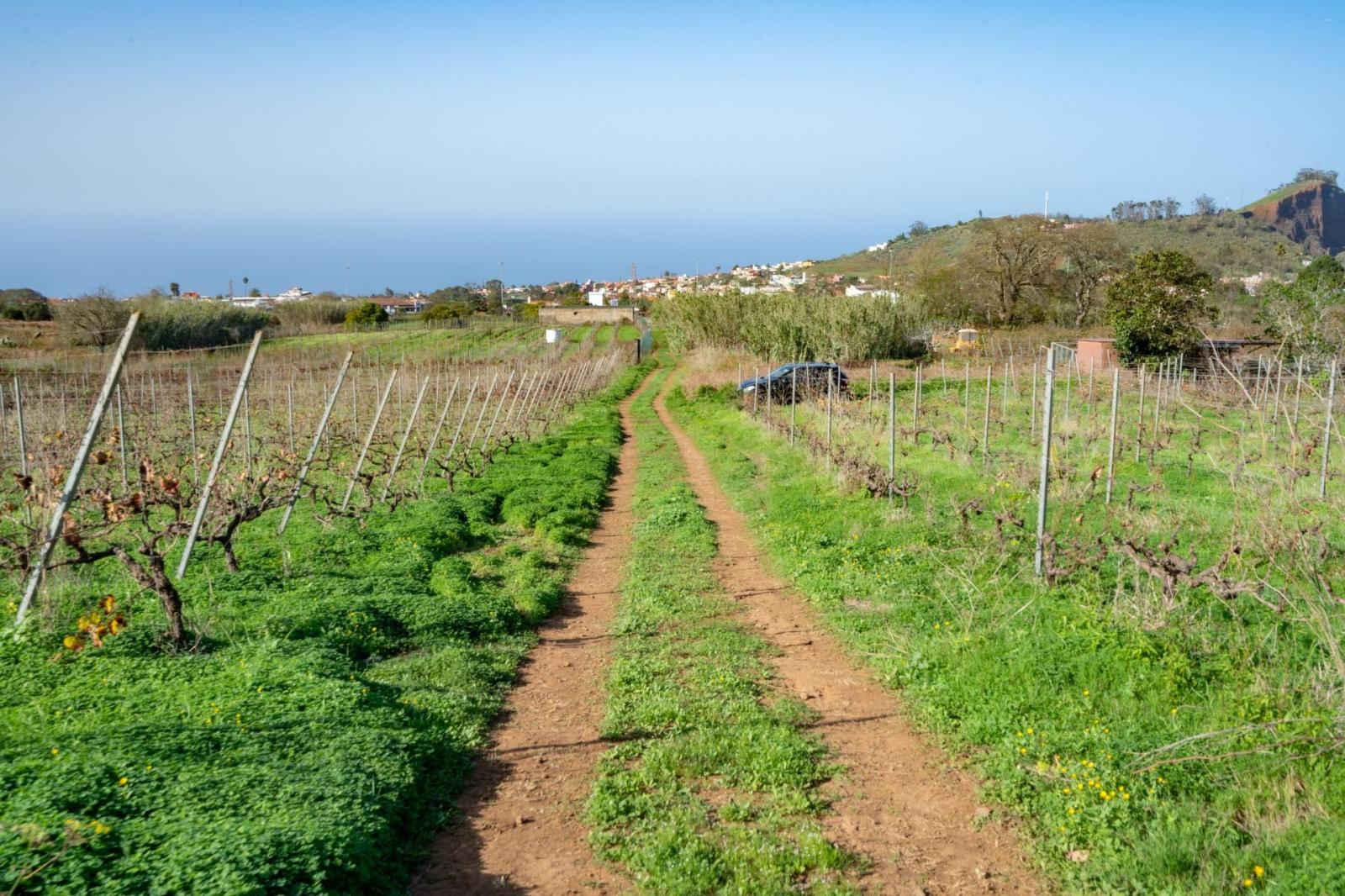 Plot for Sale in Tacoronte
