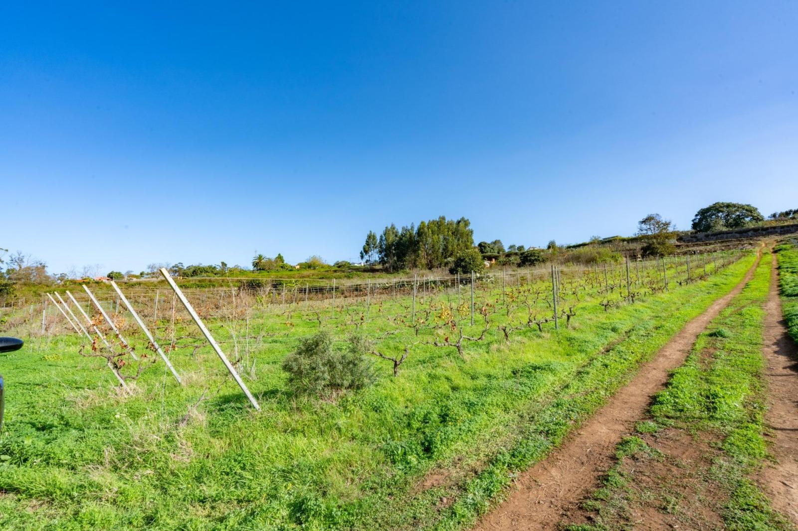 Plot for Sale in Tacoronte