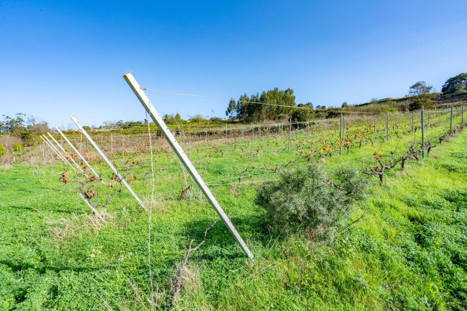 Plot for Sale in Tacoronte