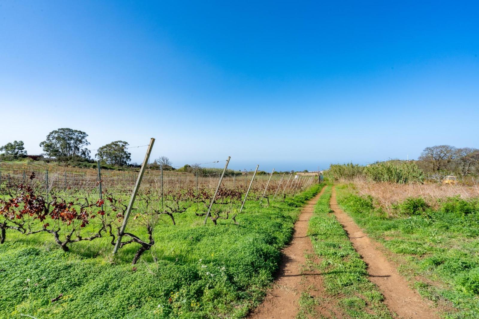 Plot for Sale in Tacoronte