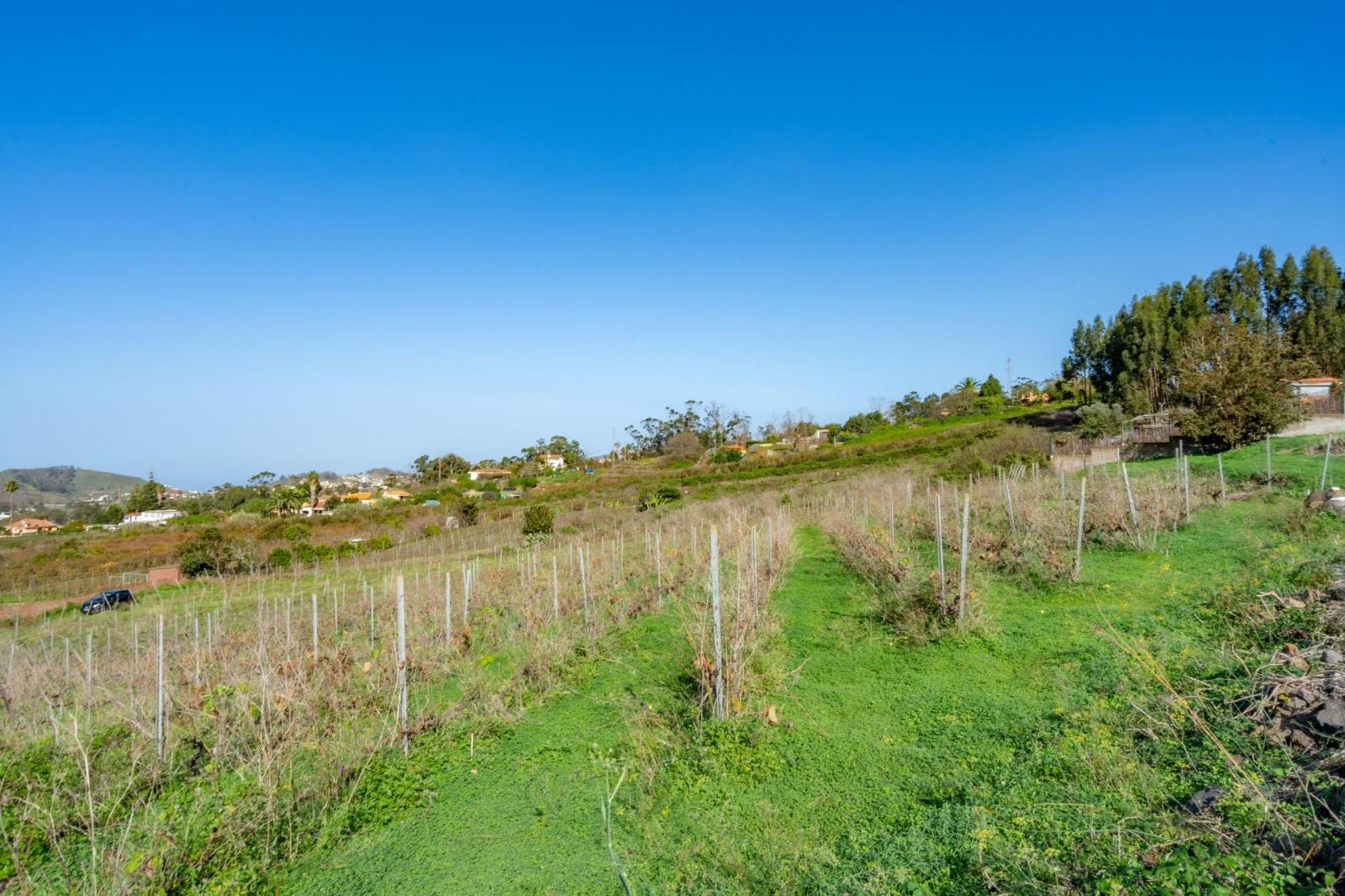 Plot for Sale in Tacoronte