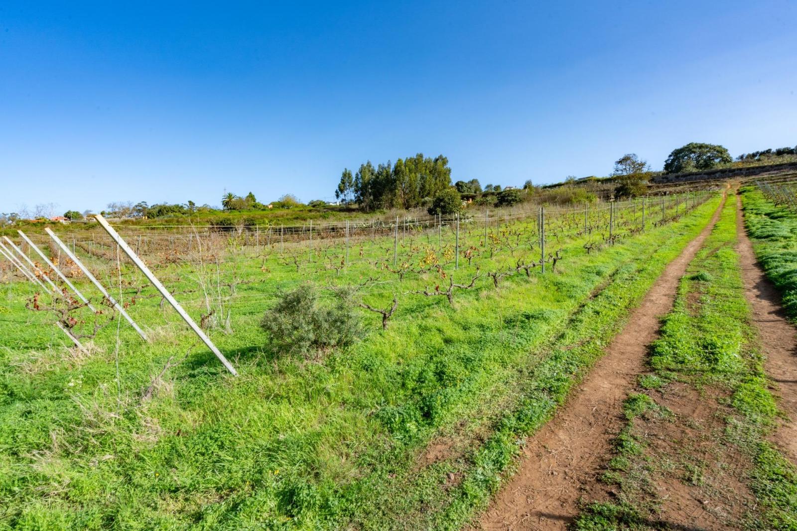 Plot for Sale in Tacoronte