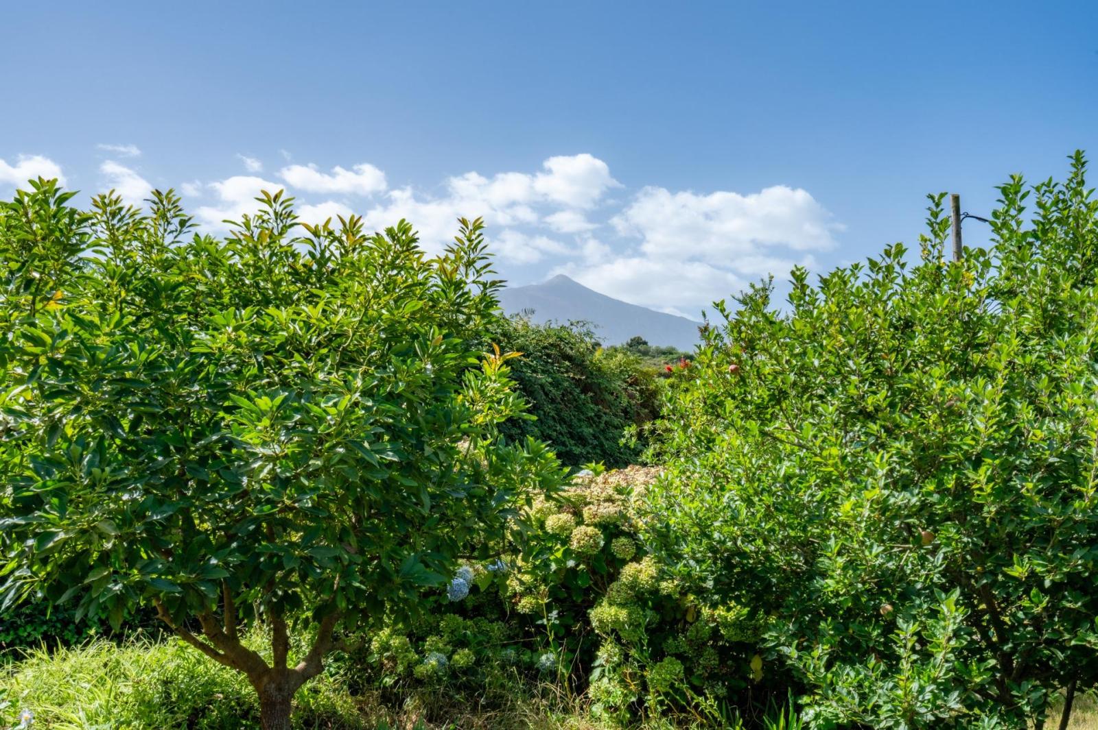 Finca en Venta en Los Realejos