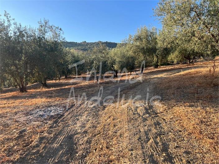 Plot for Sale in Periana