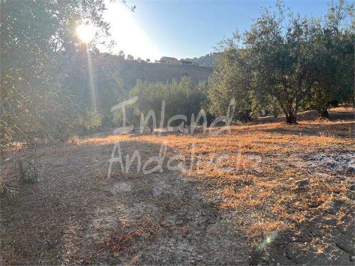 Plot for Sale in Periana