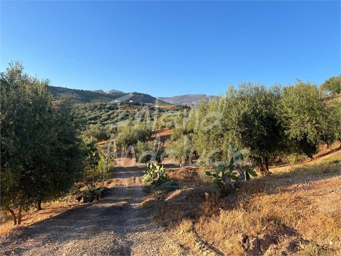 Plot for Sale in Periana