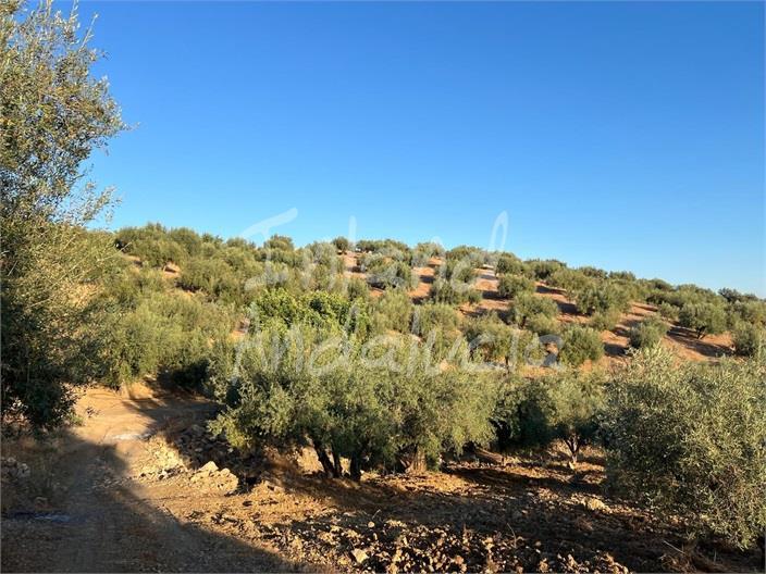 Plot for Sale in Periana