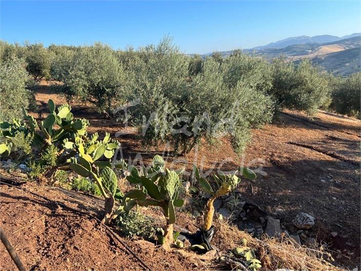 Plot for Sale in Periana