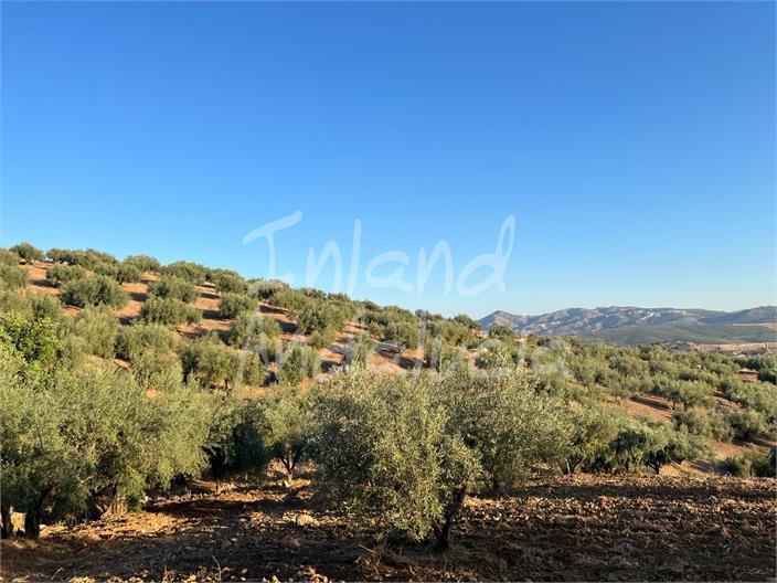 Plot for Sale in Periana