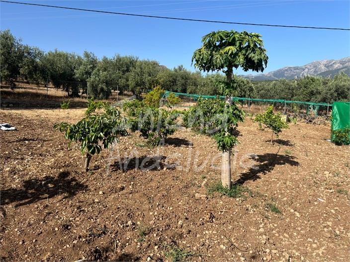 House for Sale in Periana