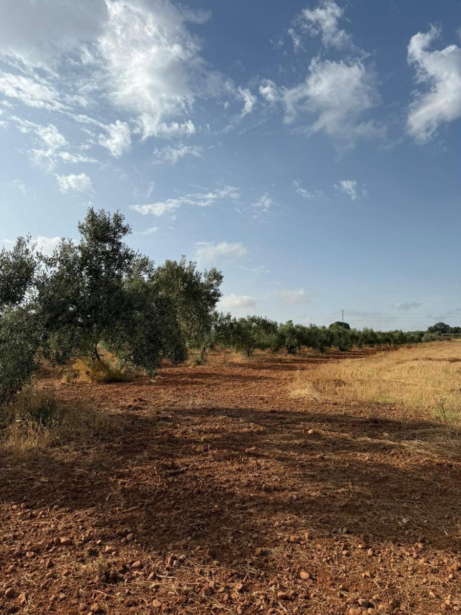 Plot for Sale in Carmona