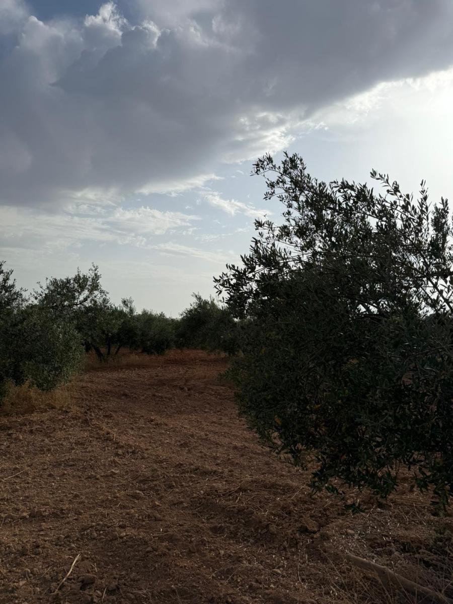 Plot for Sale in Carmona