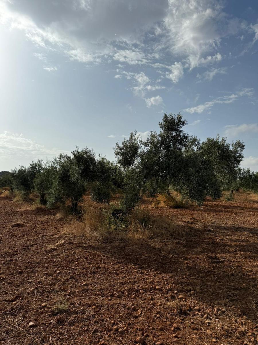 Plot for Sale in Carmona