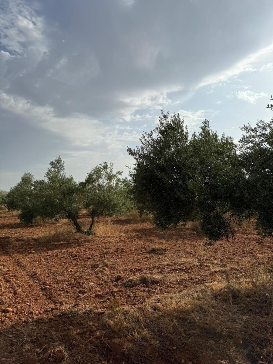 Plot for Sale in Carmona