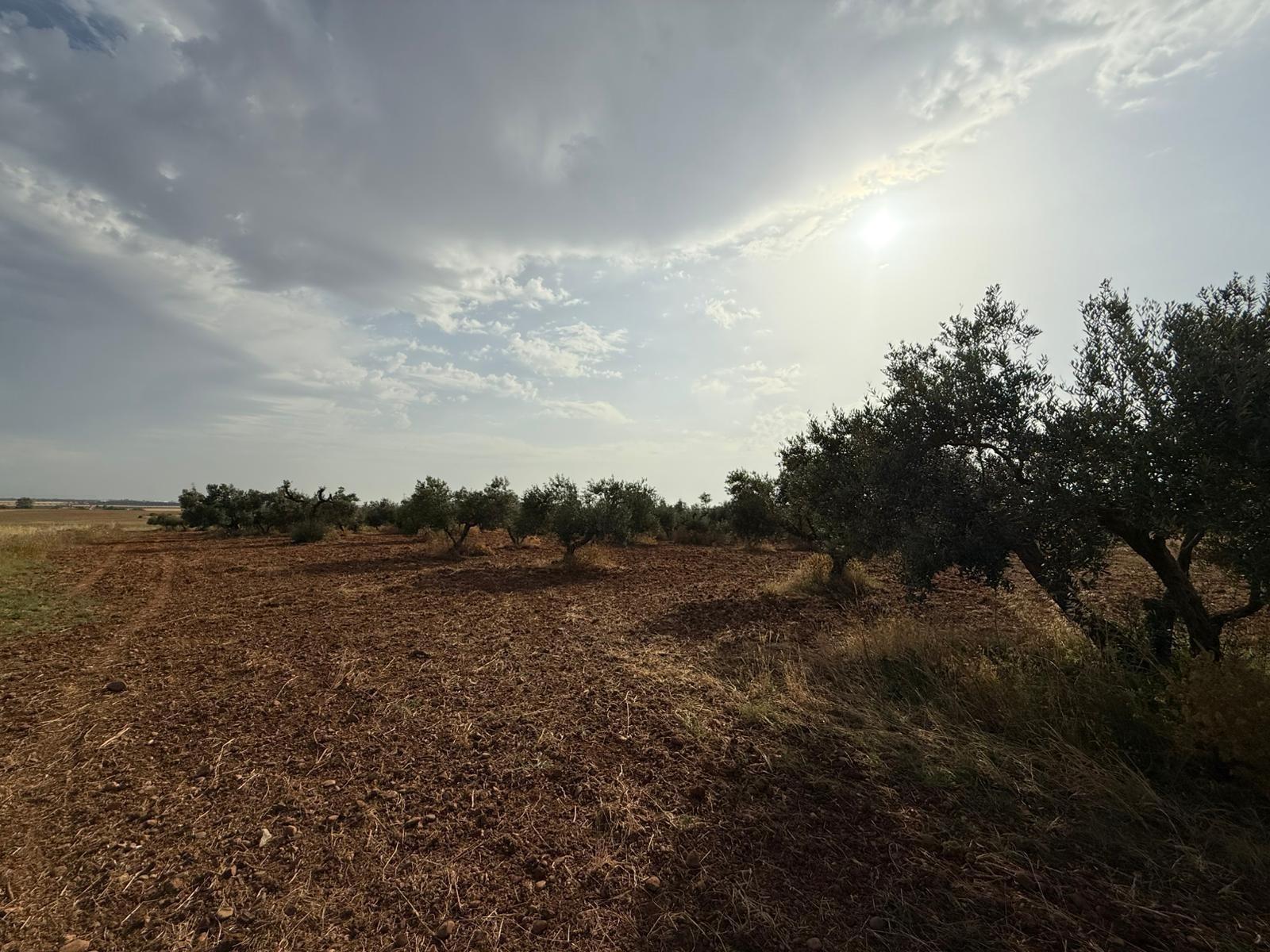 Plot for Sale in Carmona