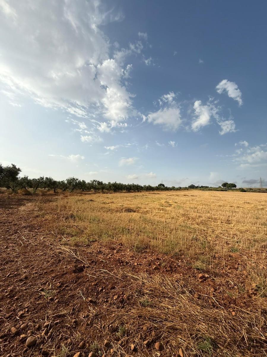 Plot for Sale in Carmona