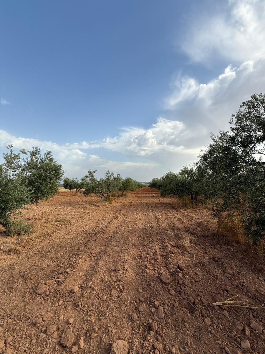 Plot for Sale in Carmona