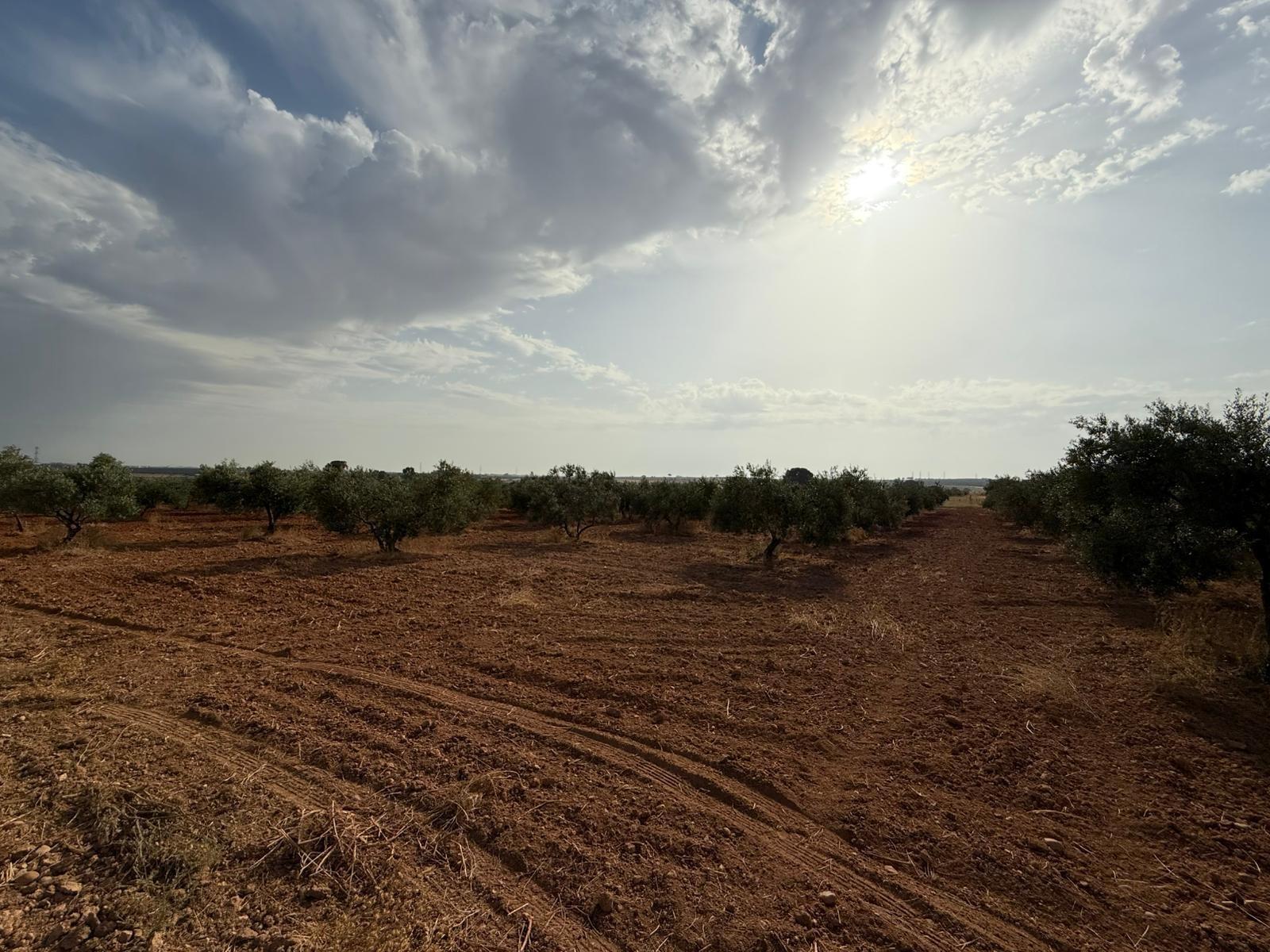 Plot for Sale in Carmona
