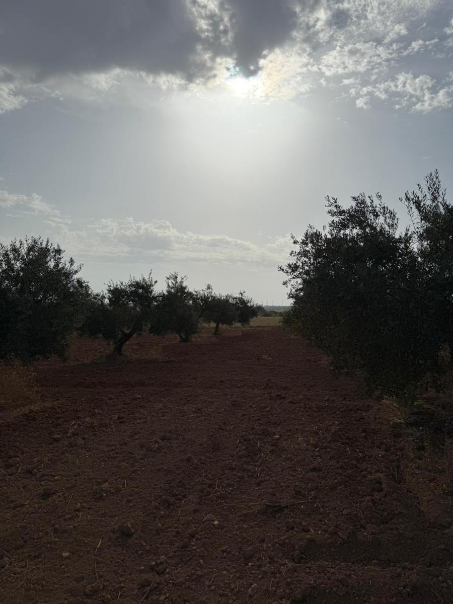 Plot for Sale in Carmona