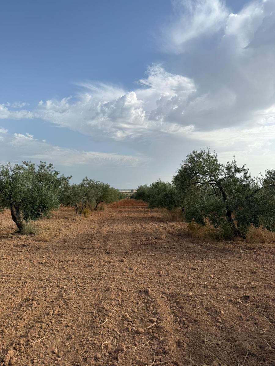 Plot for Sale in Carmona