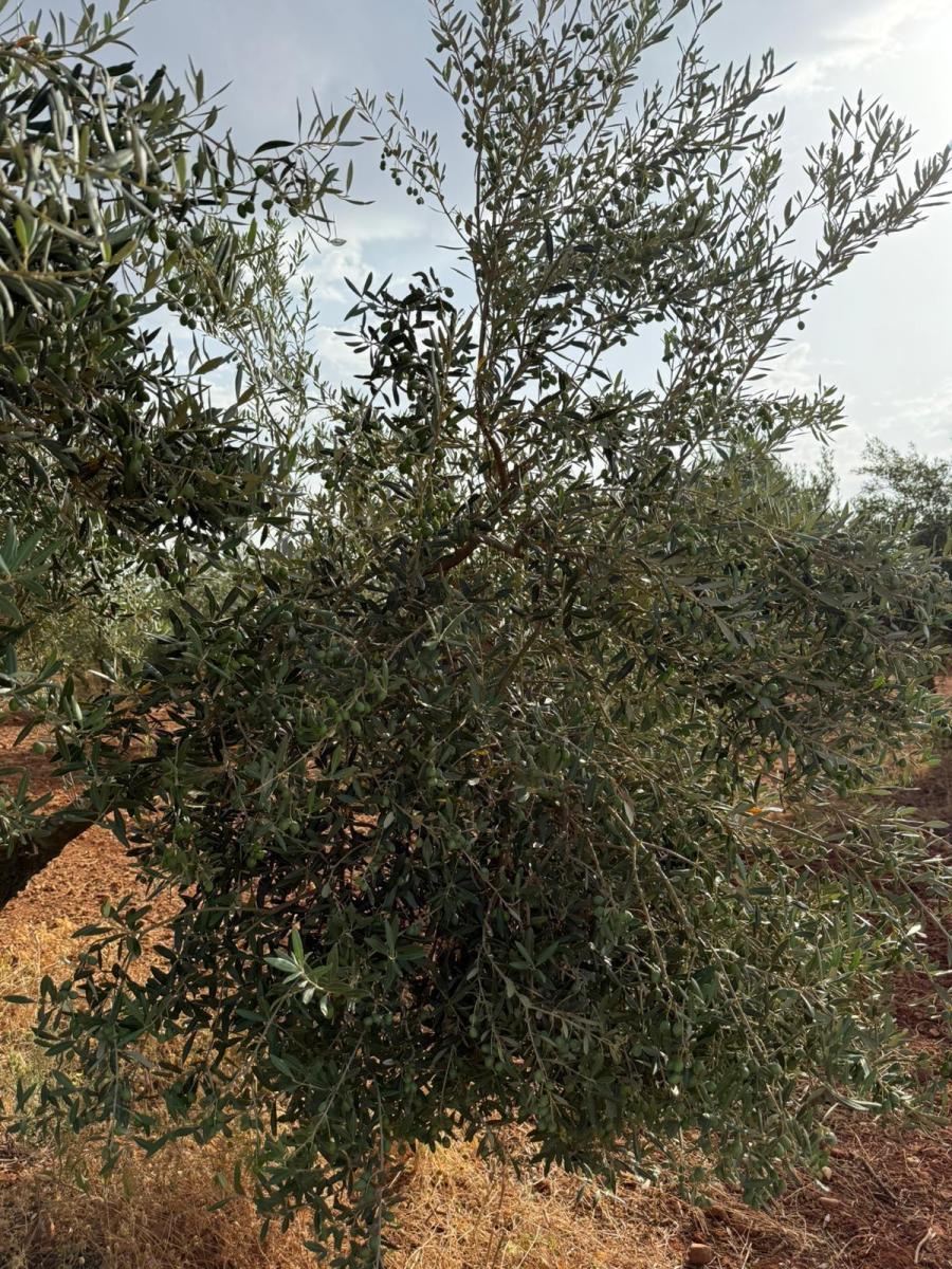 Plot for Sale in Carmona