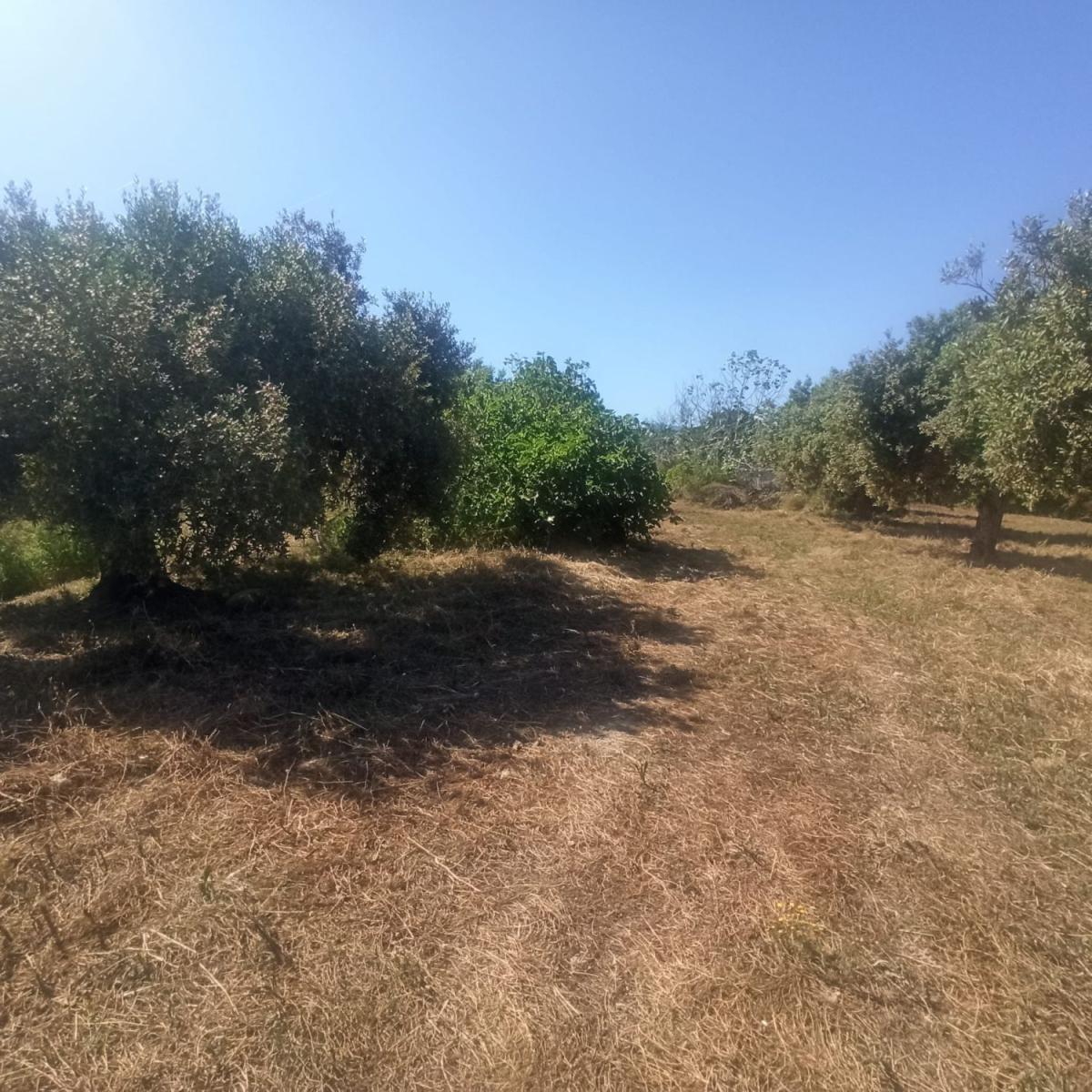 Parcela en Venta en Maspujols