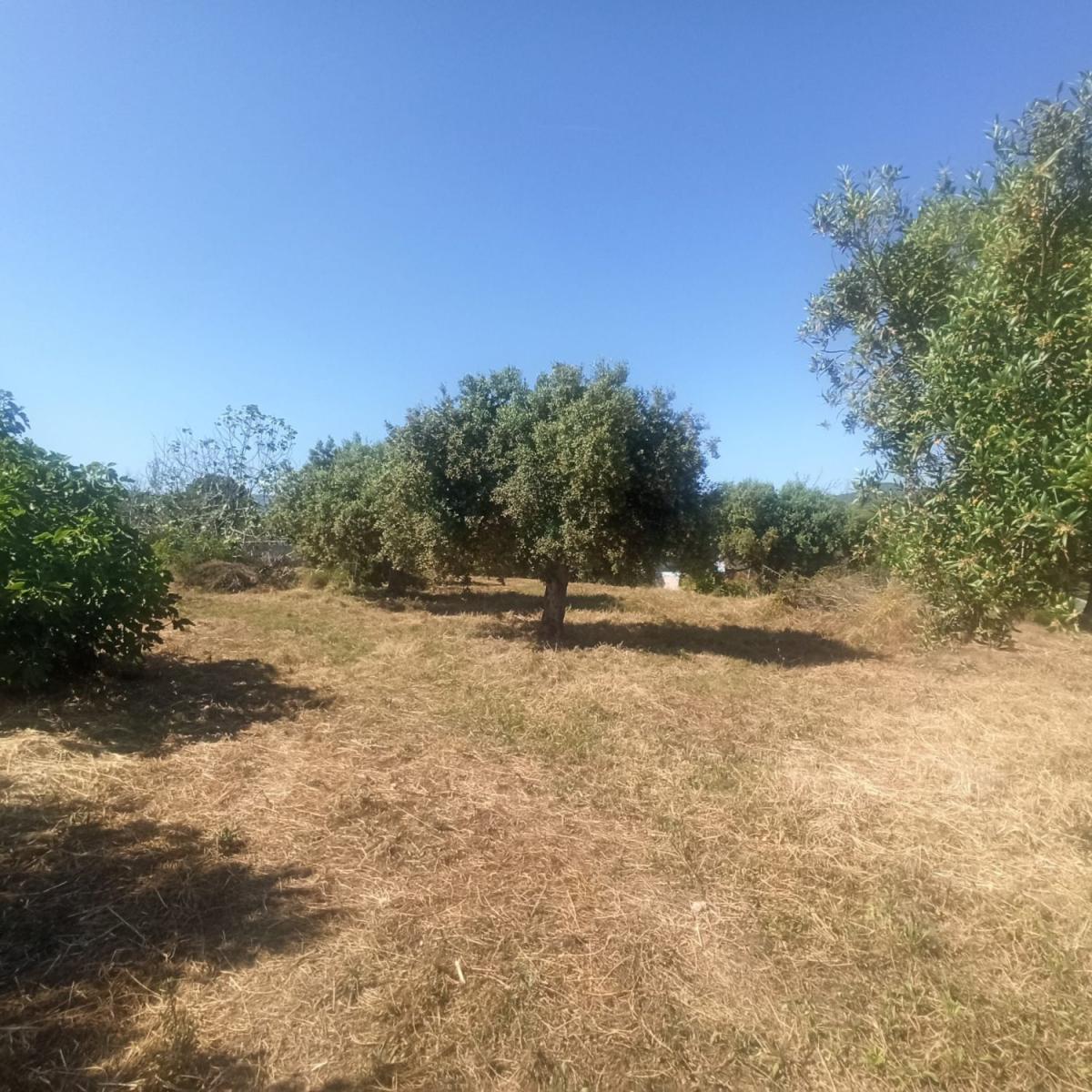 Parcela en Venta en Maspujols