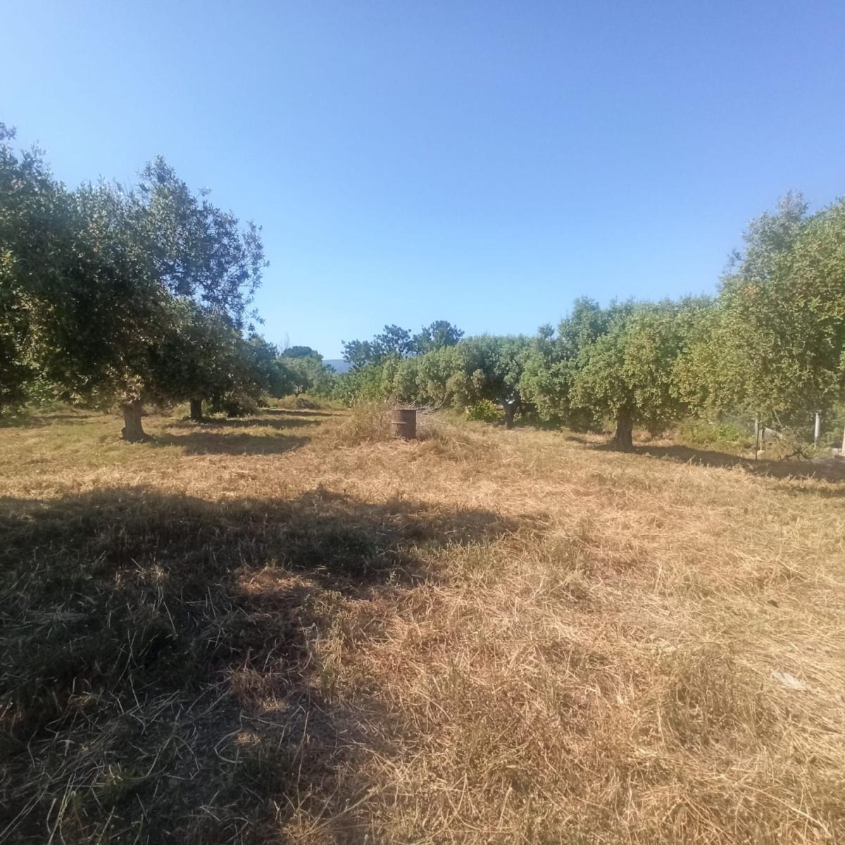 Parcela en Venta en Maspujols