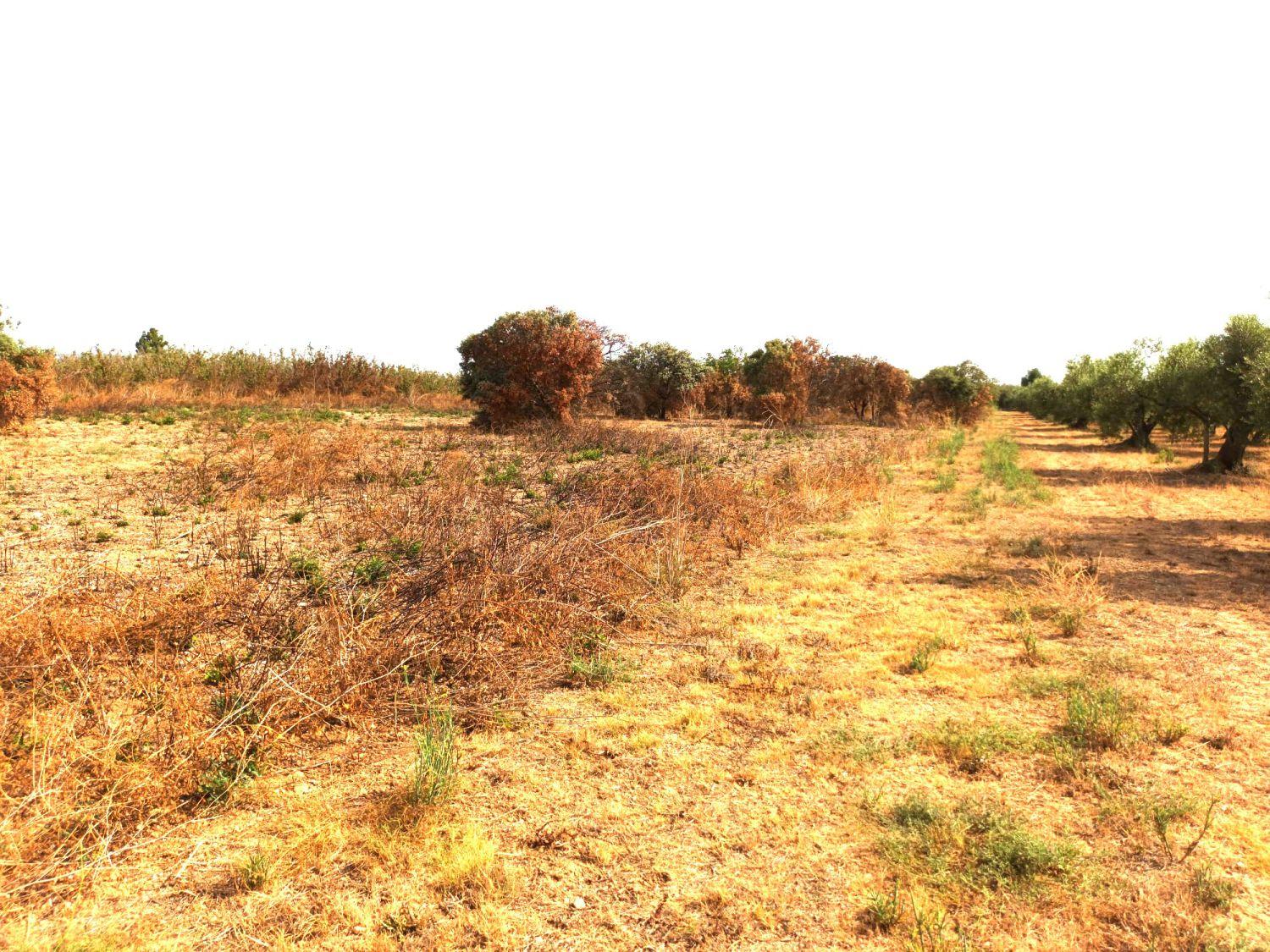 Finca en Venta en Constantí