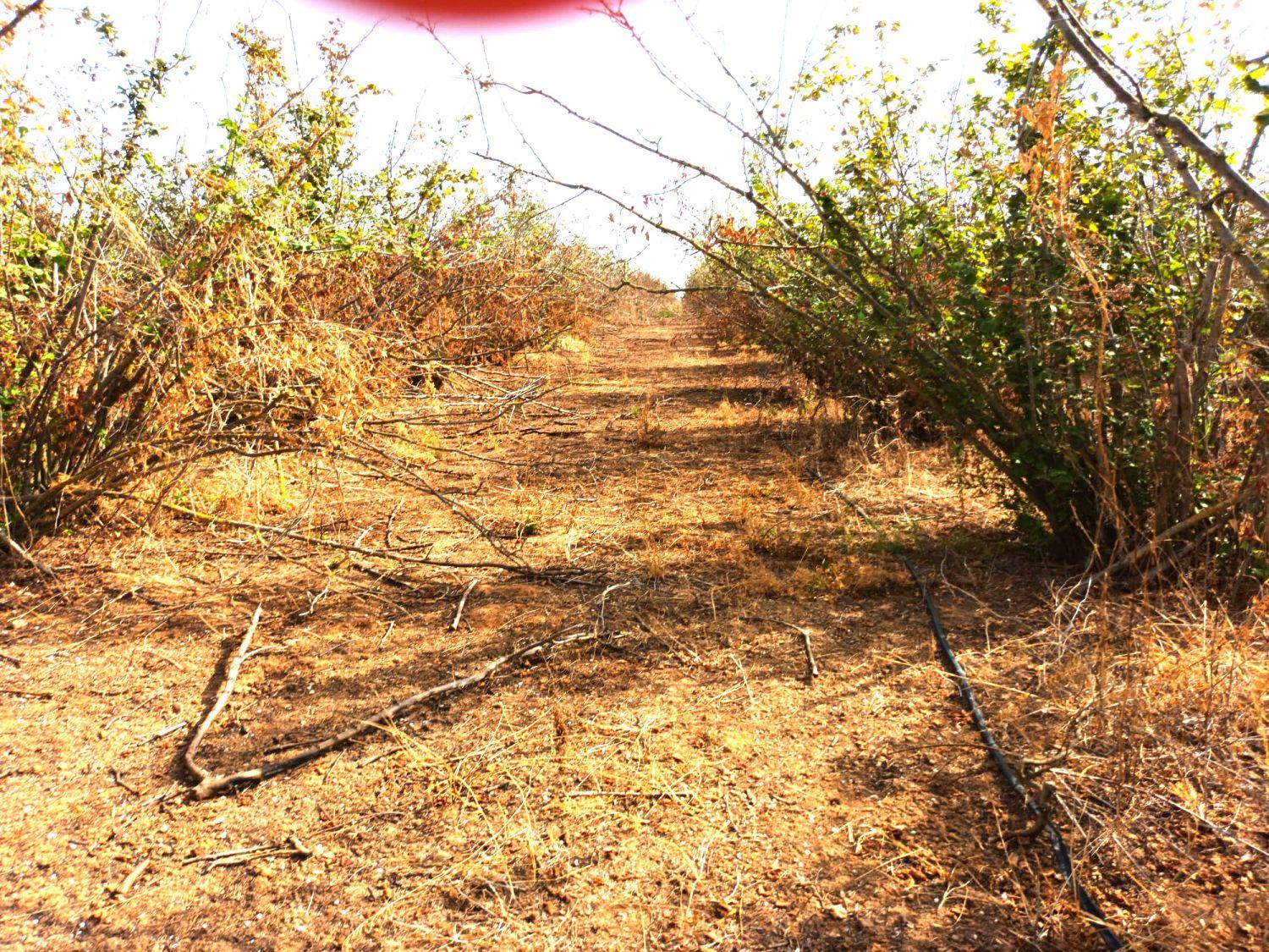 Finca en Venta en Constantí