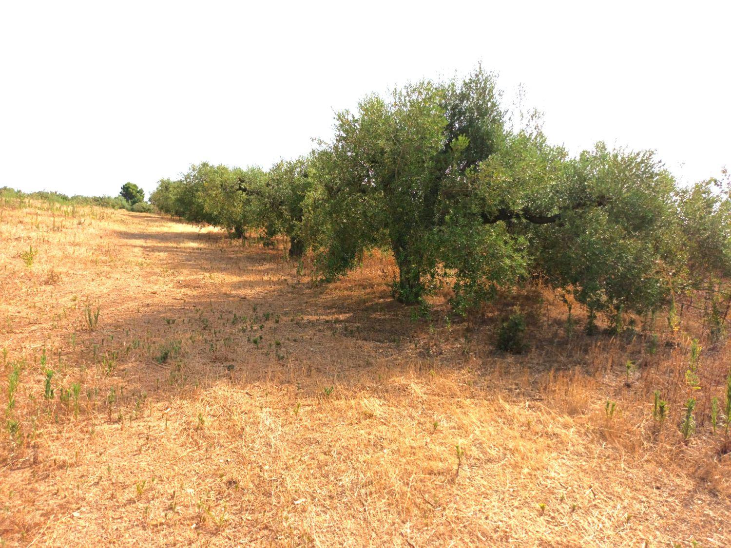 Finca en Venta en Constantí