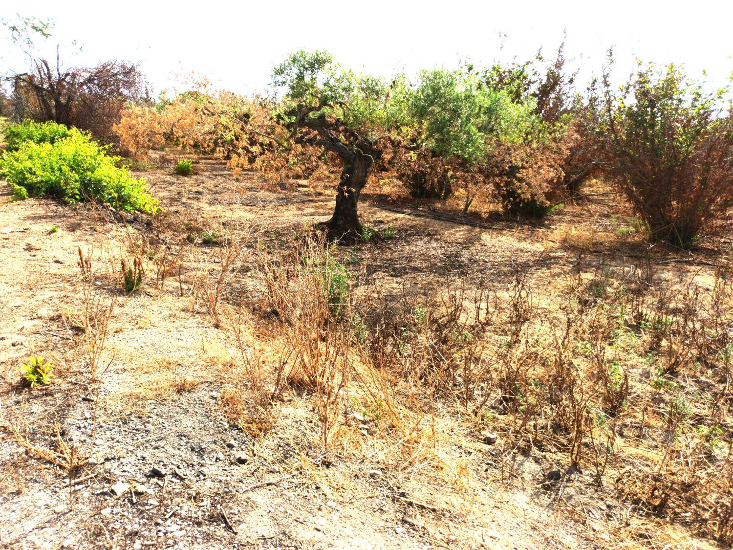 Finca en Venta en Constantí