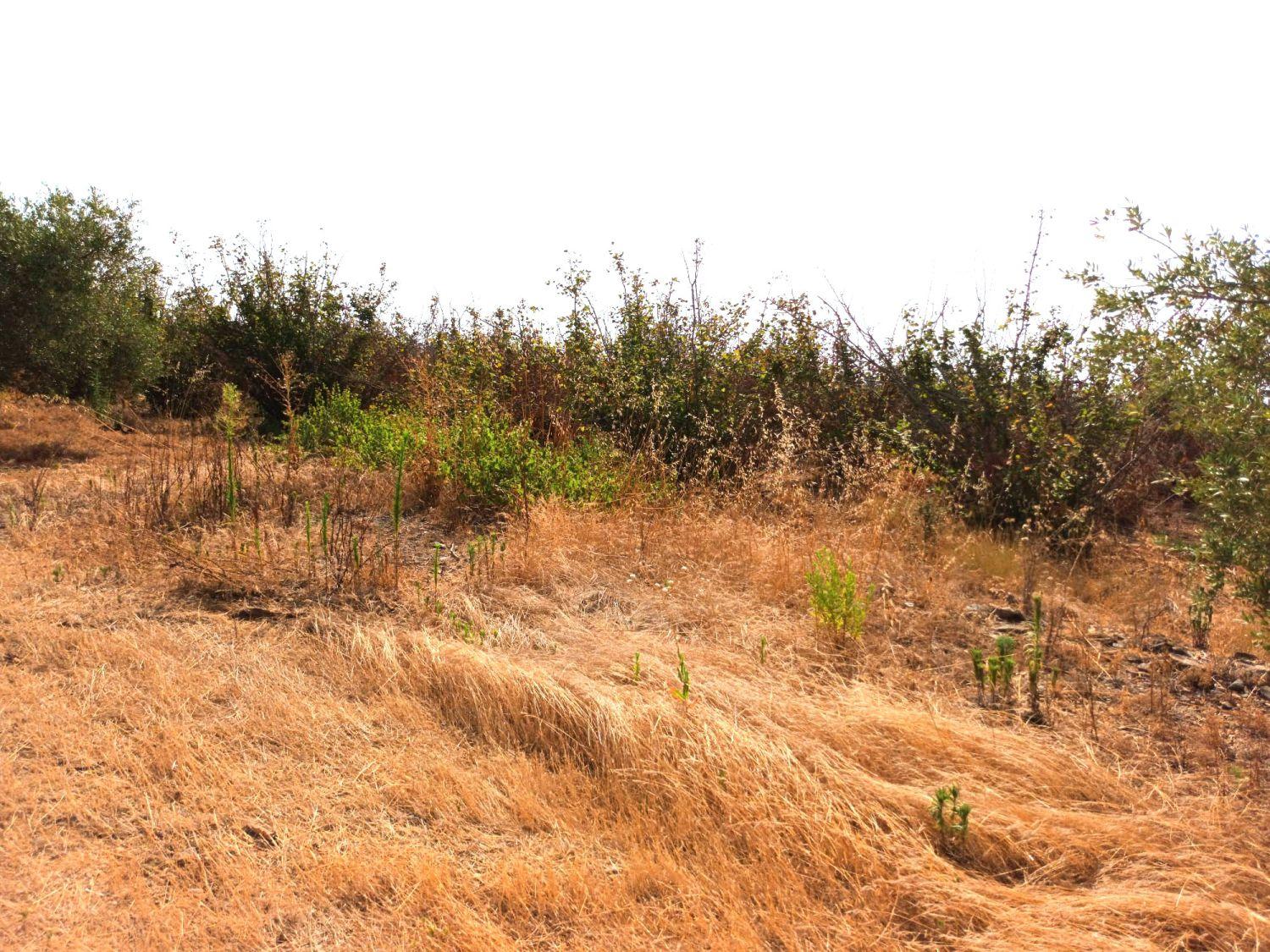 Finca en Venta en Constantí