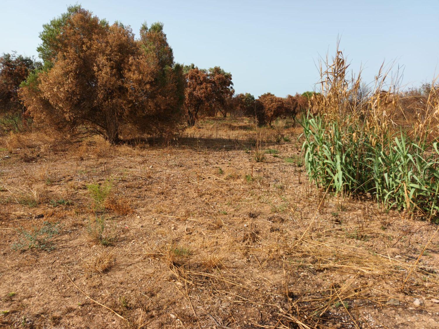 Finca en Venta en Constantí