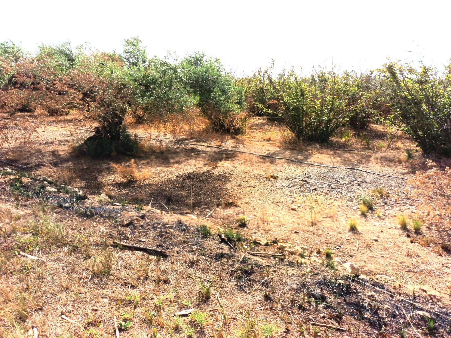 Finca en Venta en Constantí