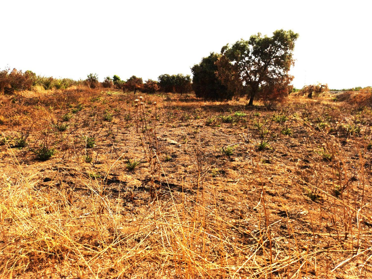 Finca en Venta en Constantí