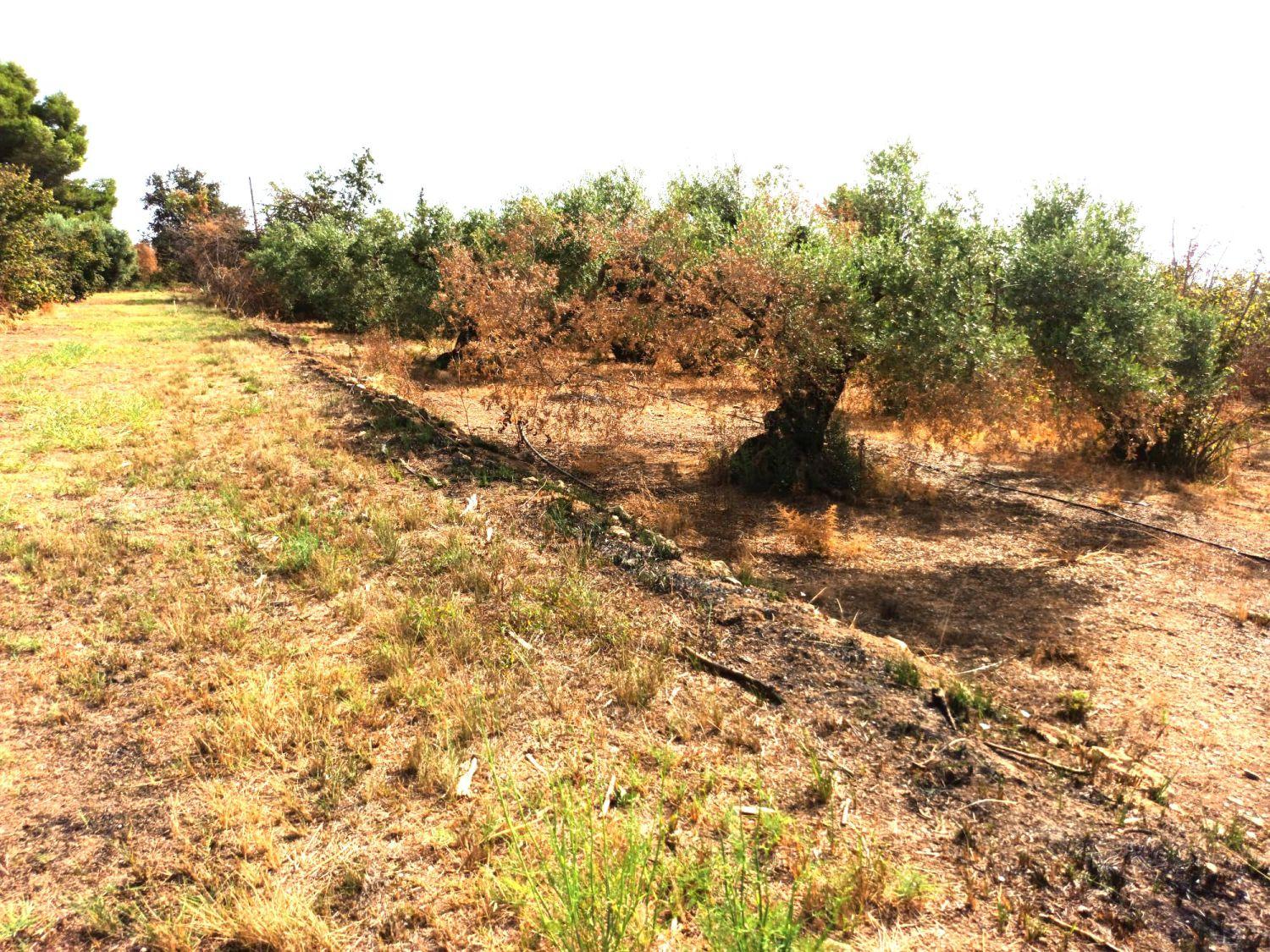 Finca en Venta en Constantí