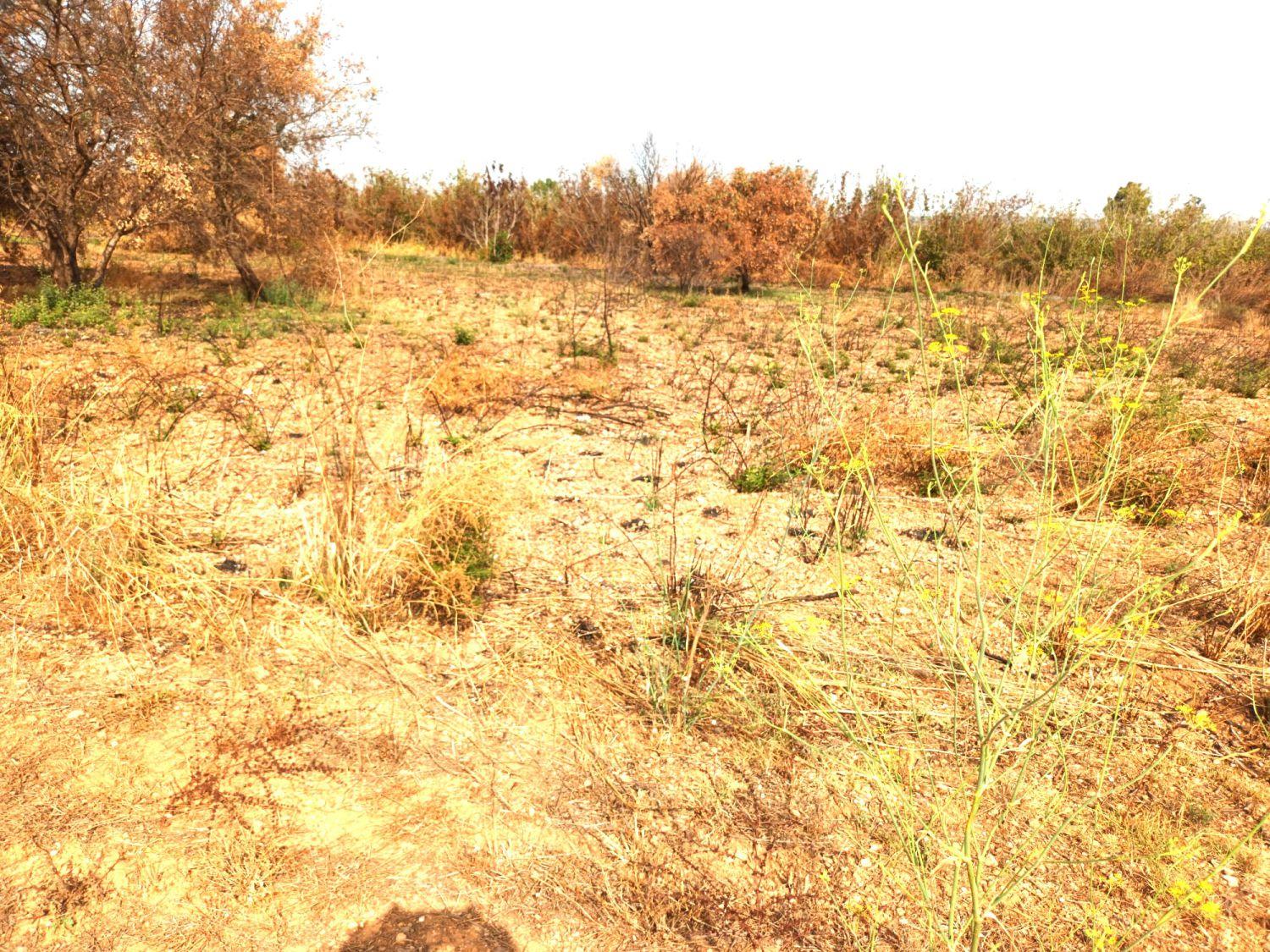 Finca en Venta en Constantí